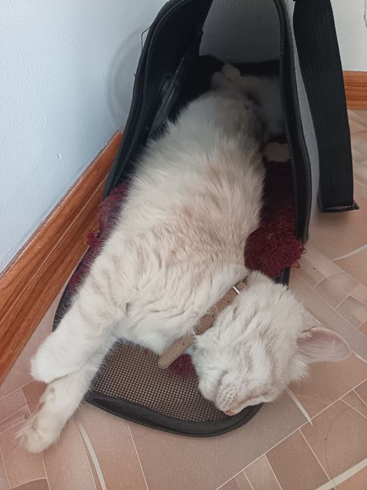 5 месячный котёнок