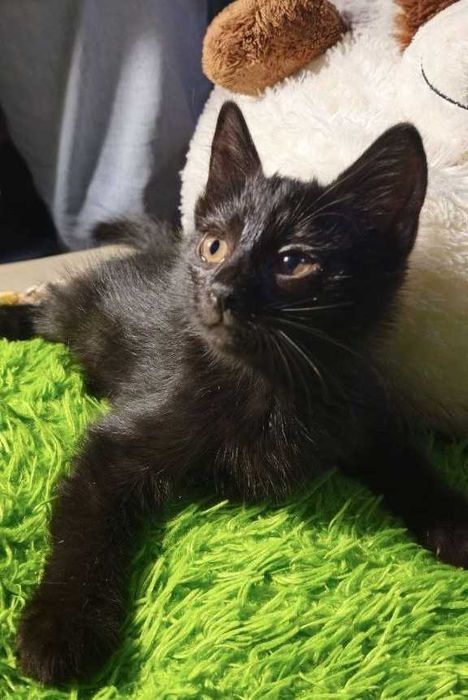 Котята ищут семьи!