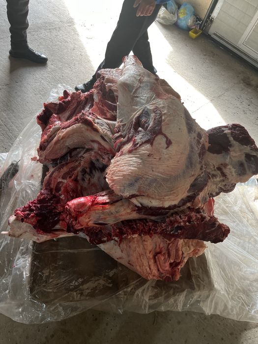 Продам говядина высшак с откорма молодняк