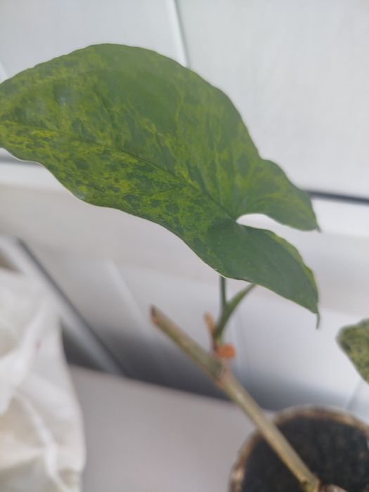 Продам Сингониум Мохито