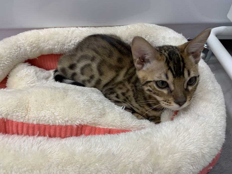 Бенгальский котёнок