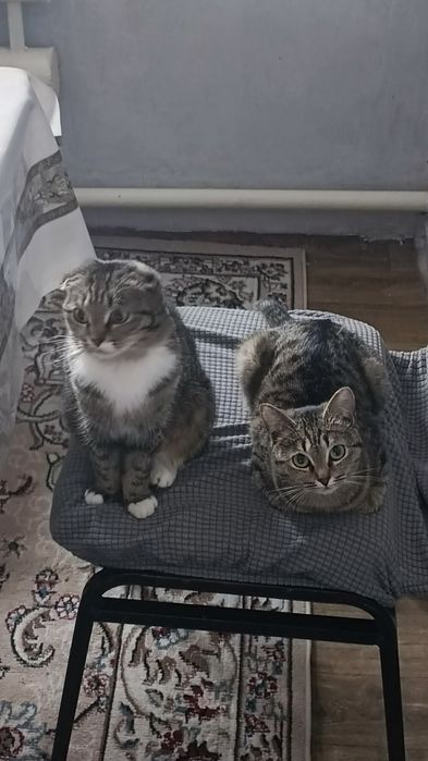 Отдам даром обоих