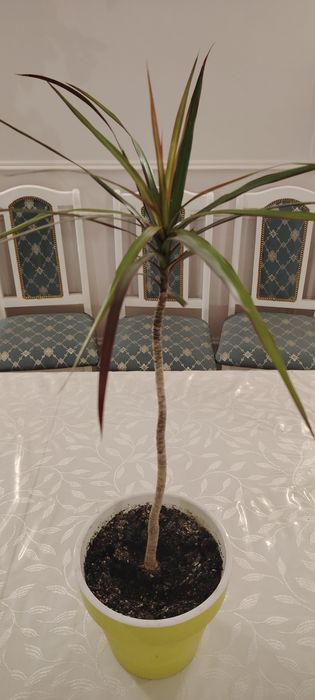 Цветок Дарацена сатылады