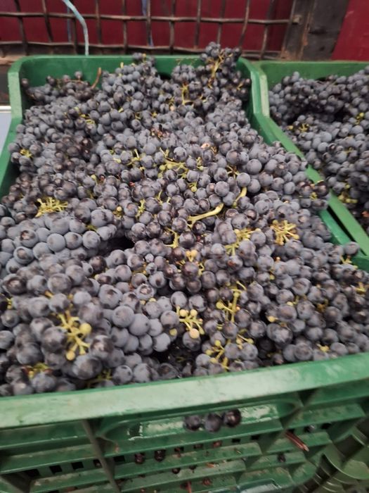 Struguri  merlot