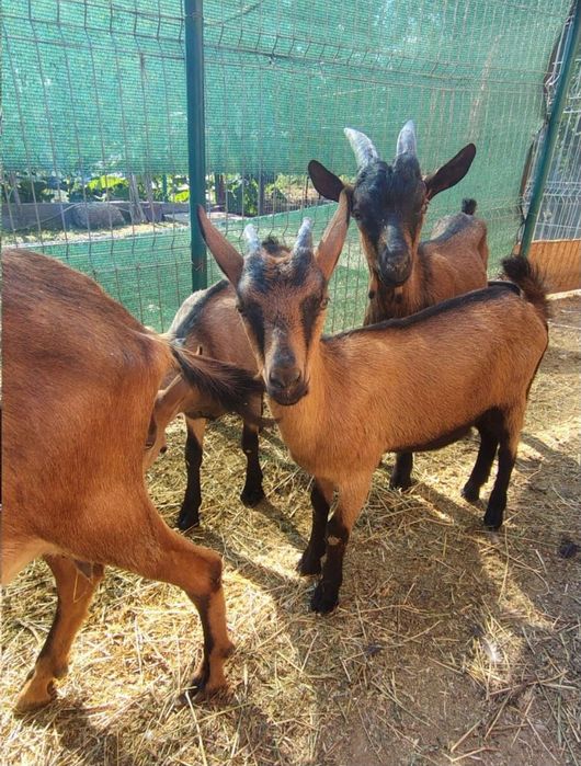 Vând ied din  rasa Alpină franceză