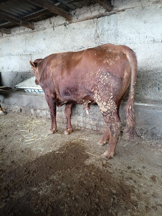 2 бука сатылады ..