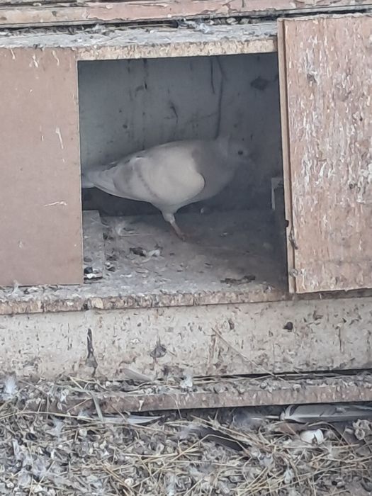 Продам молодеж двухчубых голубей