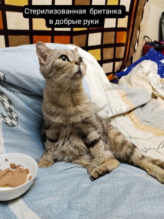 Стерилизованная британка в добрые руки