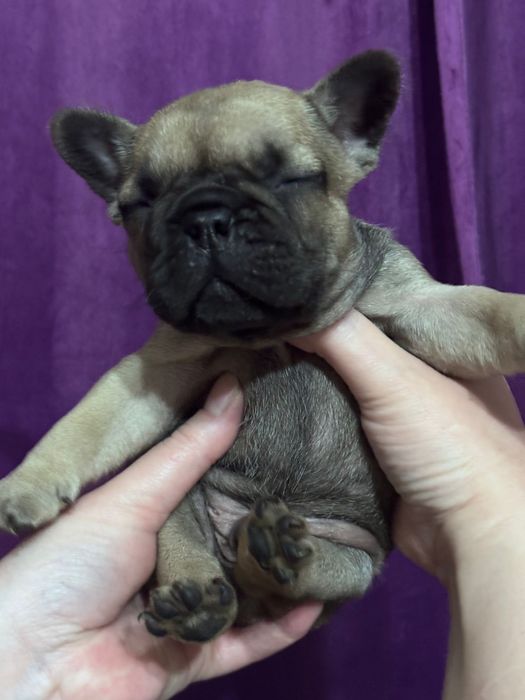 Щенки французского бульдога!