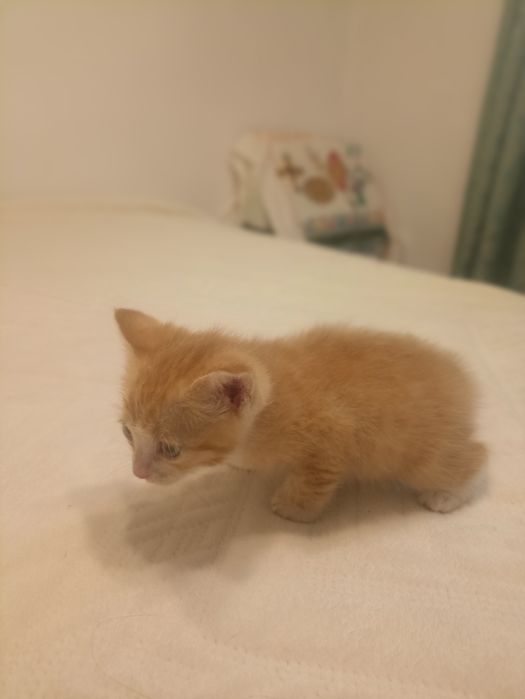 Отдам котят заботливым и любящим людям