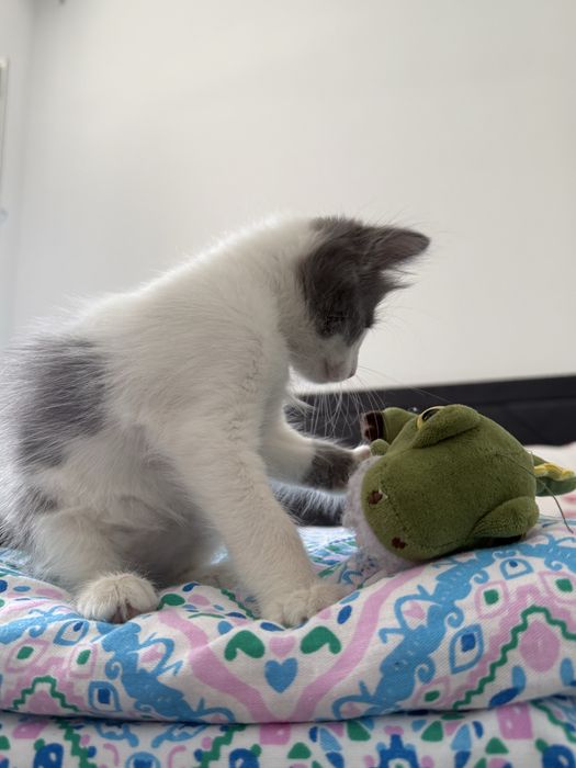Котенок в добрые руки