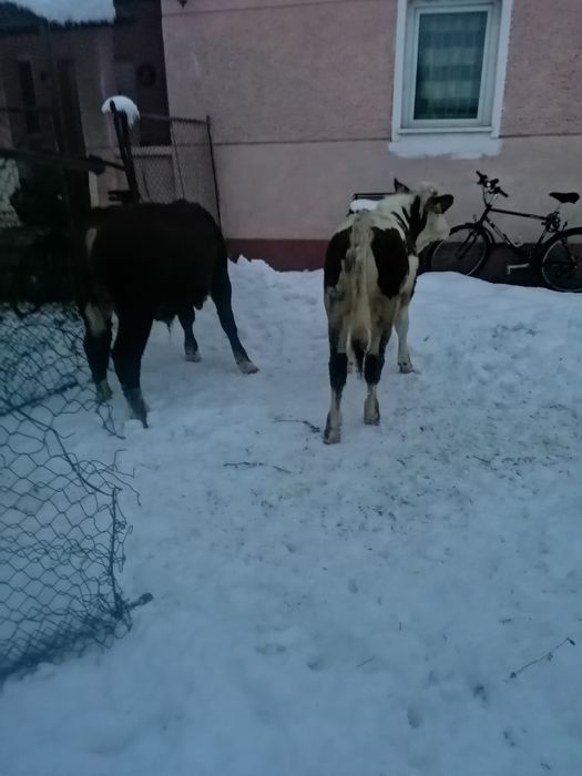 vand 2 taurasi de 7 luni