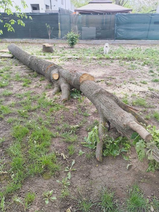 Trunchi stejar 8m vechi ~50 ani – mobilier rustic / grinzi / debitare.