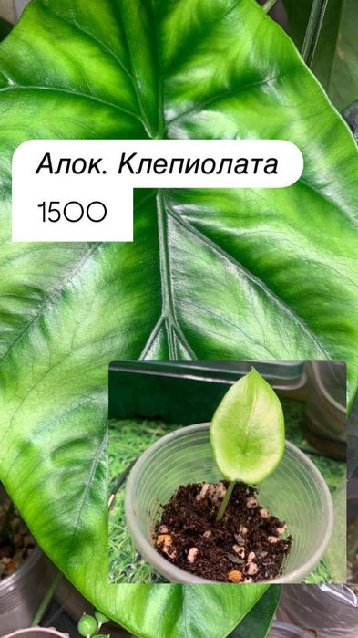 Детки алоказий адаптированные