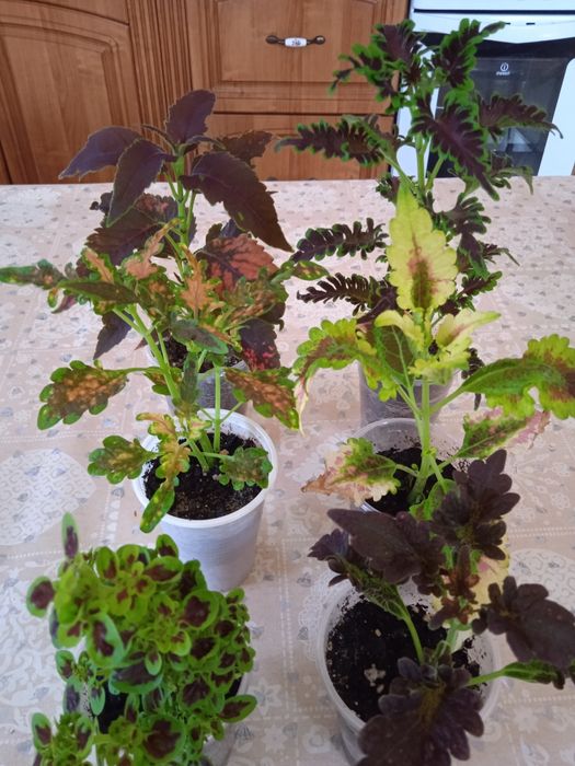 Продам комнатные цветы  колеусы