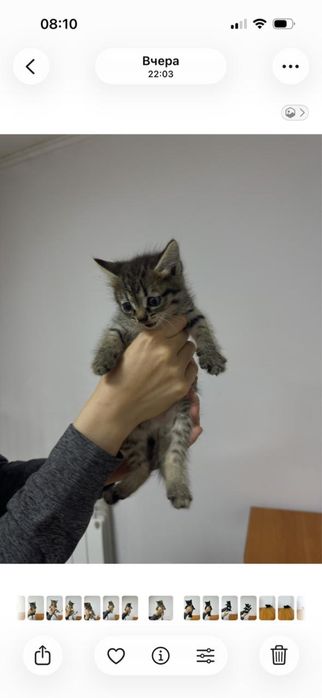 Котята бесплатно