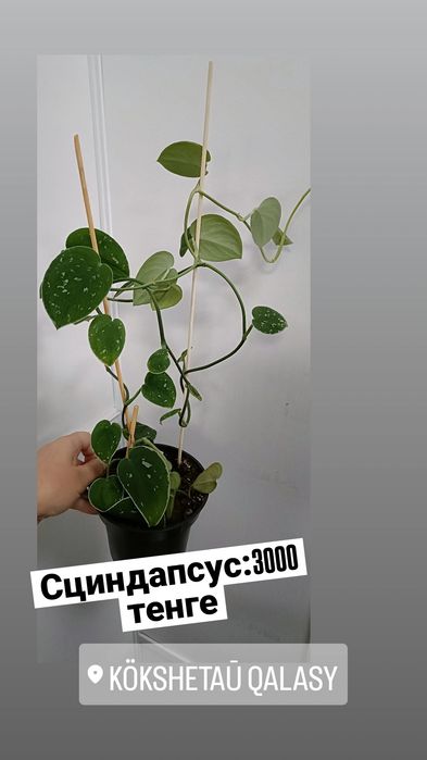 Сциндапсус:3000 тенге