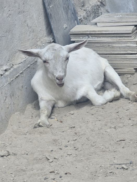 Козел пародистый