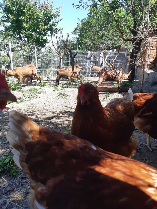 Lapte de Capra si Oua de Casa - Livrare la domiciliu