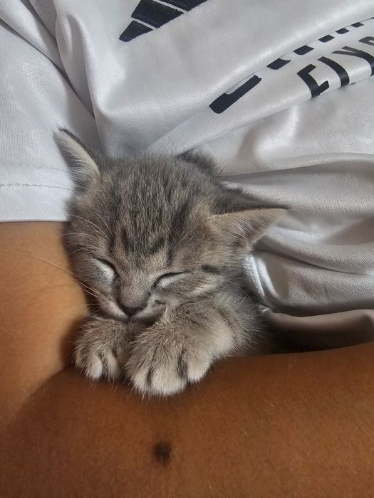 Кошечка Моника Белуччи ищет дом