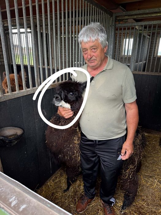 Vand sau schimb pereche alpaca