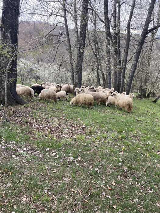 Miei si berbacuti  crescuti organic  !