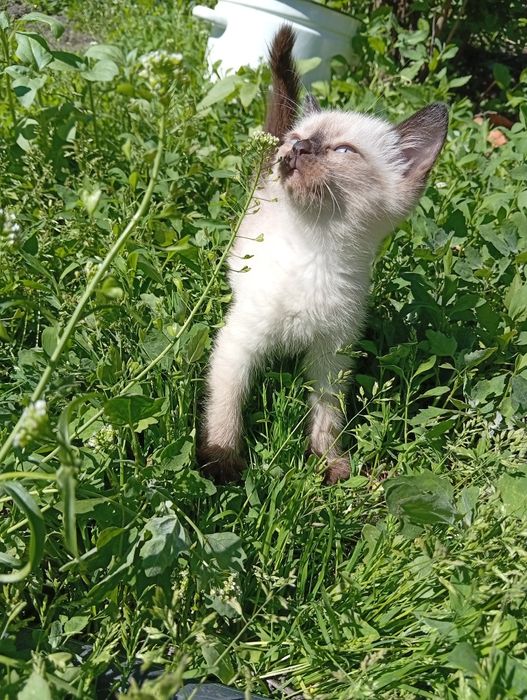 Бесплатно котята