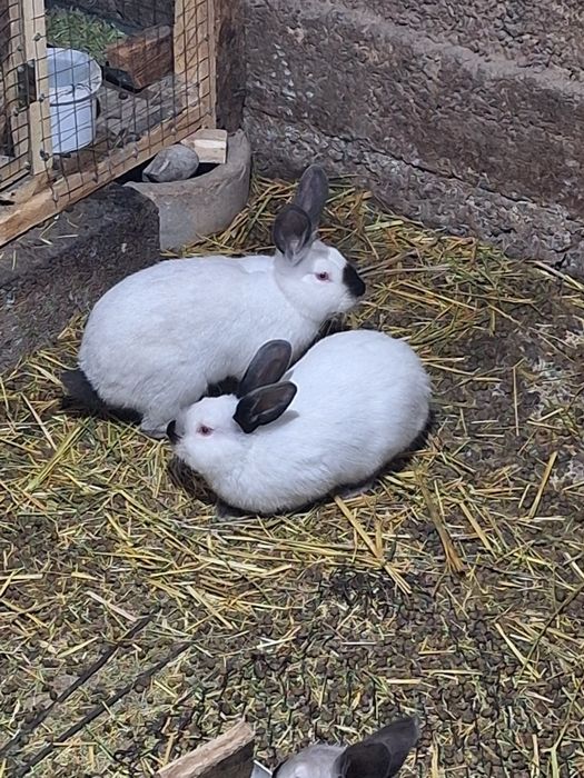 Калифорния 3 месячные