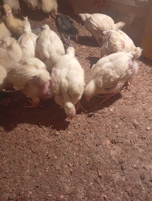 Бройлер сатылады