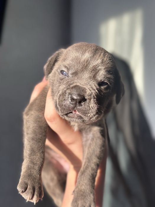 Щенки кане корсо