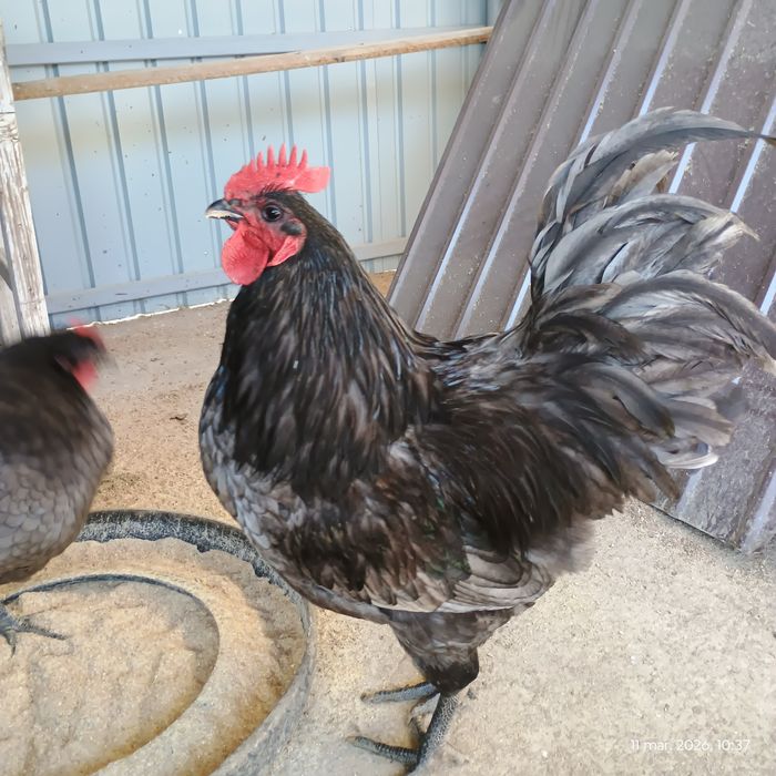 Vând cocoș Australorp