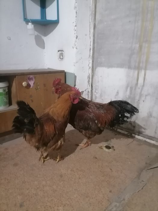 Продам петухов кучинских