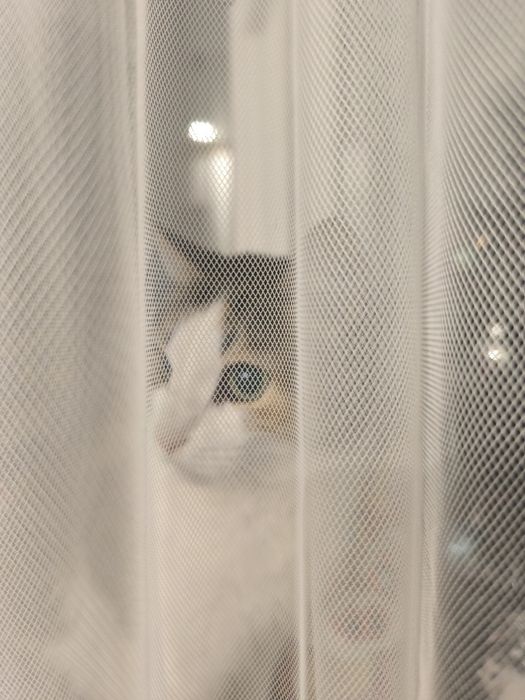 Отдам кошку японский бобтейл