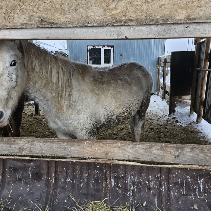 Соғым тай ,құнан