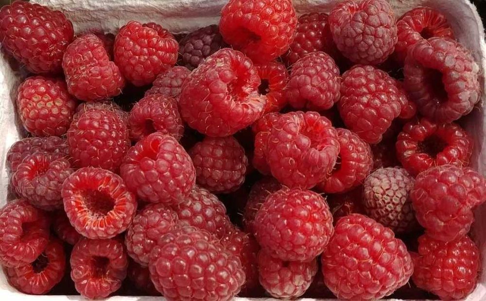 Продам сладкую малину