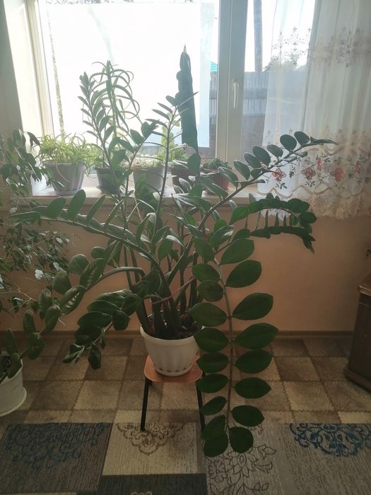 Продам комнатные цветы.