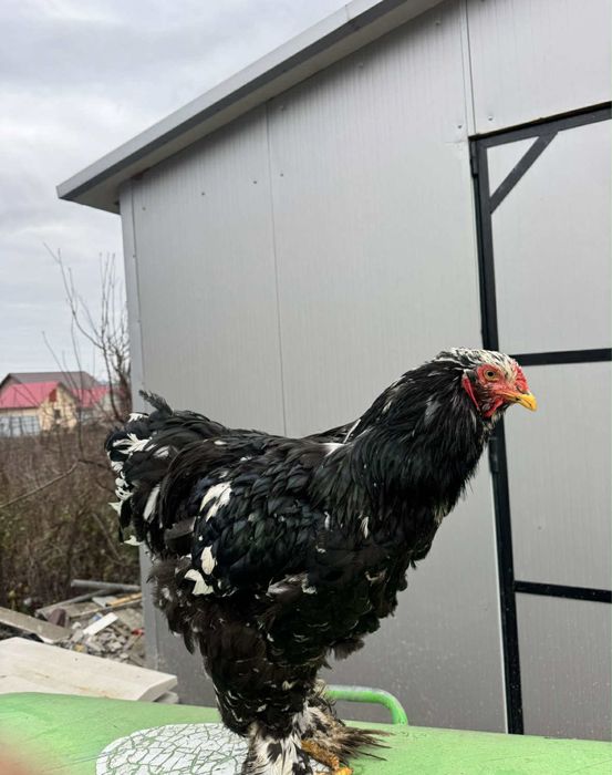 Cocos brahma bobat mai 2025