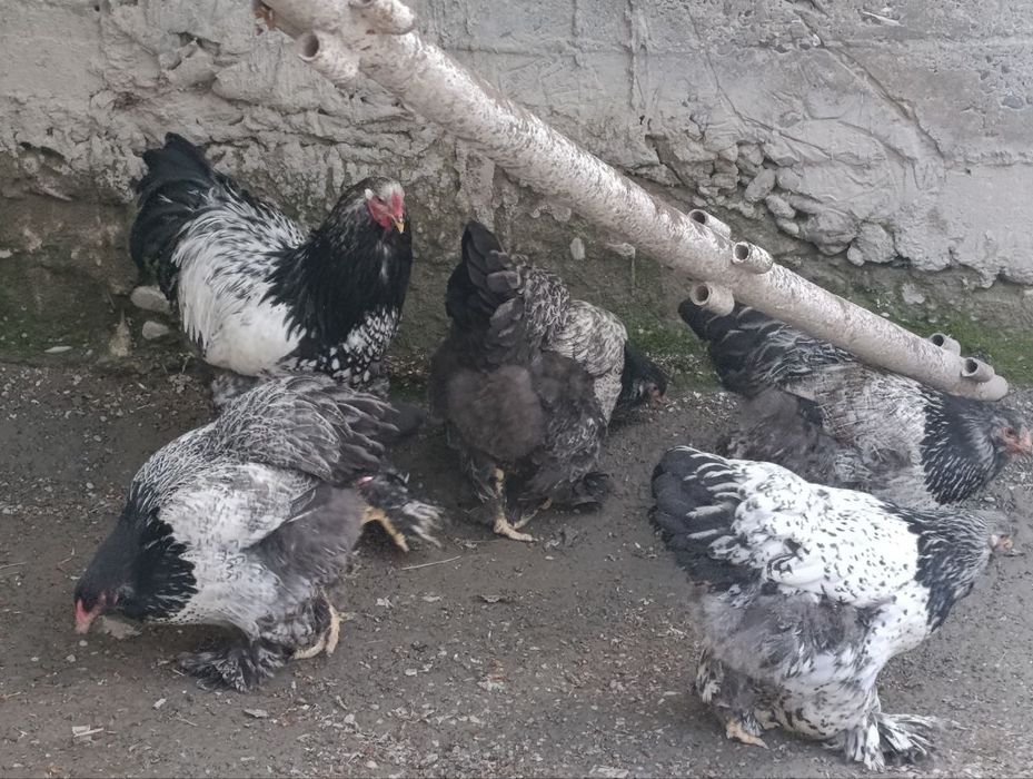 Brama “tochkali” zotli tovuq tuxumi va jo‘jalari sotiladi! 

Zo