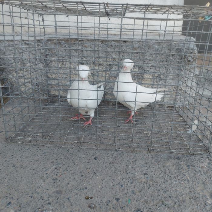 Бели двух чуби самка самец