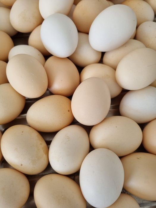 Инкубационное яйцо