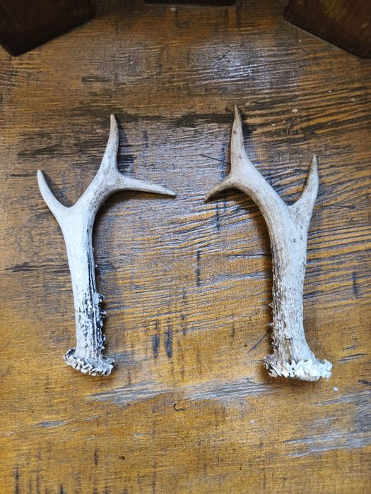 Рога от благороден елен