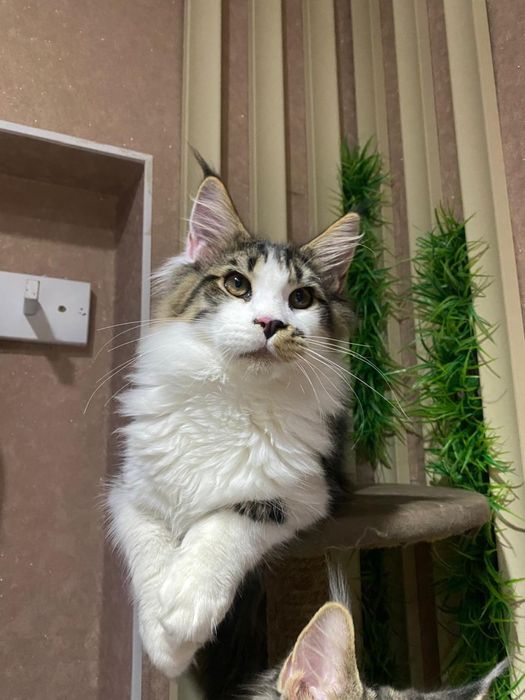 Мейн Кун мальчик