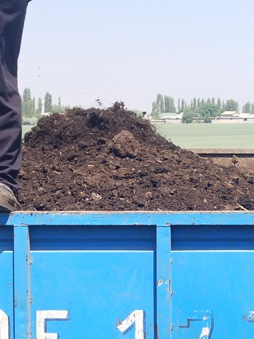 Gong mol Qoʻy gonglari