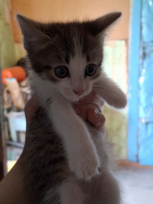 Отдам котят в добрые руки