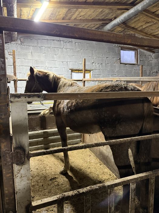 Байтал крупная с откорма