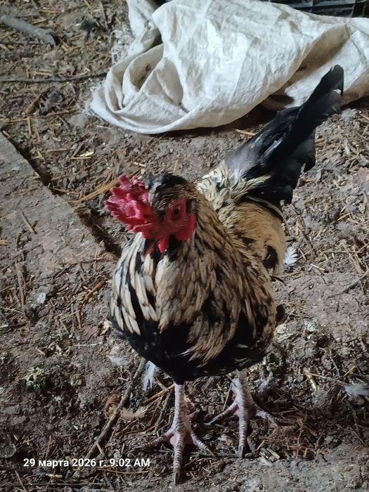 Кораз сатылады срочно