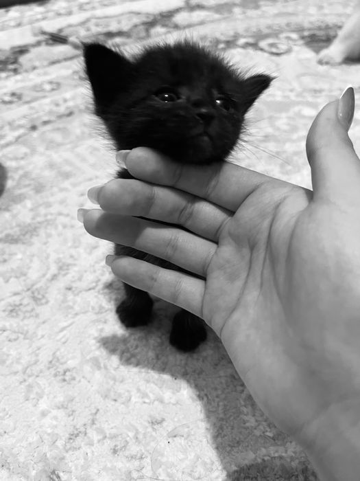 Продам сиамси котят 1,5месяца