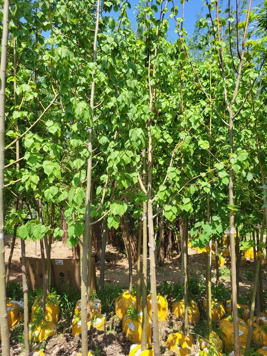 Берёза и разные декоративные растении