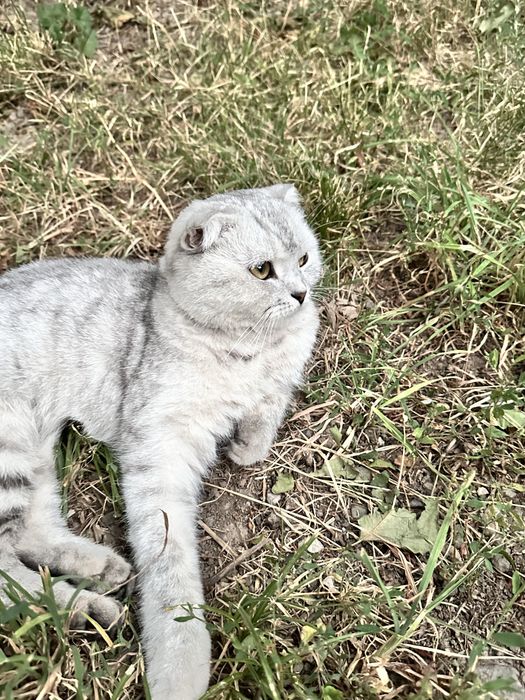 Шотланка в добрые руки