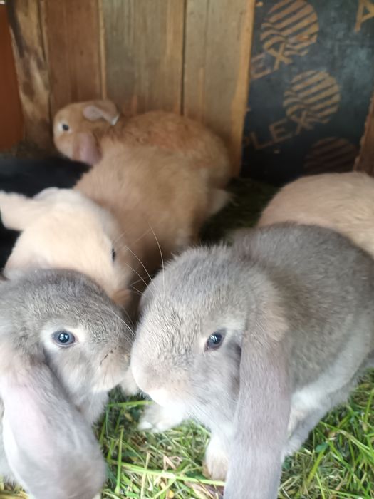 Iepuri de vinzare  mici și mari